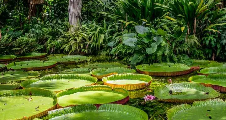 Vitórias-régias gigantes em um lago cercado de vegetação
